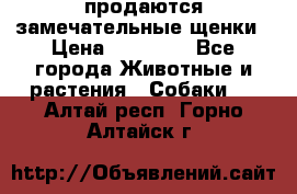 продаются замечательные щенки › Цена ­ 10 000 - Все города Животные и растения » Собаки   . Алтай респ.,Горно-Алтайск г.